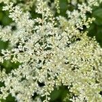 Aruncus dioicus Flor