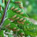 Asplenium marinum Fruit