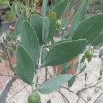 Simmondsia chinensis Φύλλο