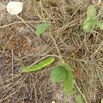 Canavalia rosea Vivejo