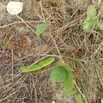 Canavalia rosea Habit