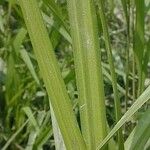 Carex frankii Corteza