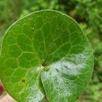 Asarum caudatum Yaprak