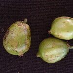 Tovomitopsis paniculata Tunda