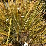 Carex elata Blüte