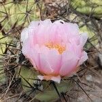 Tephrocactus alexanderi Flor