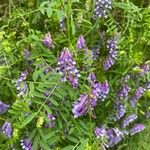 Vicia villosaКвітка