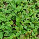 Persicaria campanulata Leaf