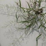 Eragrostis barrelieri 花