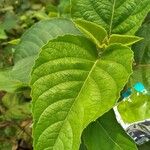 Clerodendrum indicum Leaf