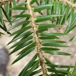 Abies cephalonica Fuelha