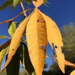 Sterculia murex Leaf