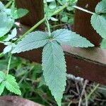 Cedronella canariensis Likasa