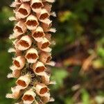 Digitalis ferruginea Blüte