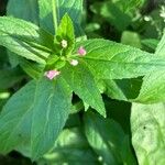 Epilobium montanumFlor