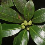 Ficus americana Fruit