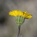 Layia glandulosa Квітка