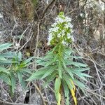Echium decaisnei Flower