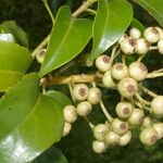 Dendropanax arboreus Fruto