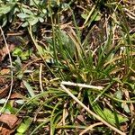 Carex pyrenaica Habitat