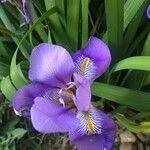 Iris unguicularis Květ