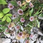 Erigeron alpinusFiore