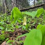 Uvularia sessilifolia Blatt