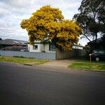 Acacia baileyana Habit