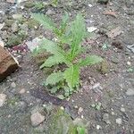 Hippobroma longiflora Folha
