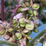 Atriplex hortensis Fruit