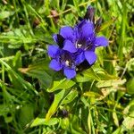 Gentiana septemfida Blodyn