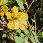 Abutilon mauritianum Blüte