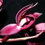 Mormodes horichii Flower