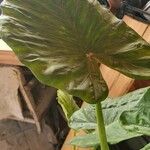 Alocasia macrorrhizos पत्ता