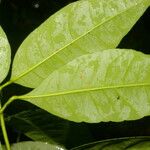 Peltostigma guatemalense Leaf