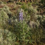 Lupinus sericeus 形態