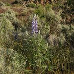 Lupinus sericeus Habitus