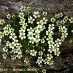 Saxifraga muscoides Habitus