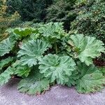 Gunnera tinctoria موطن