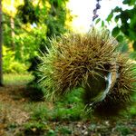 Castanea crenata 果實