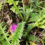 Cirsium acaule Pokrój