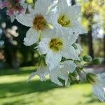 Xanthoceras sorbifolium Floro