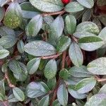 Cotoneaster dammeri Blad