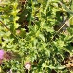 Cirsium acaule Blatt