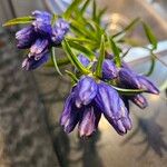 Gentiana