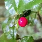 Grangeria borbonica Fruto