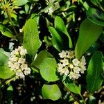 Aegiceras corniculatum Flower