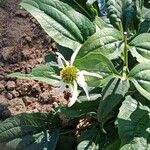 Echinacea pallida Virág