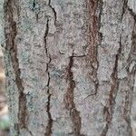 Koelreuteria paniculata Bark