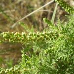 Ambrosia tenuifolia Fruto